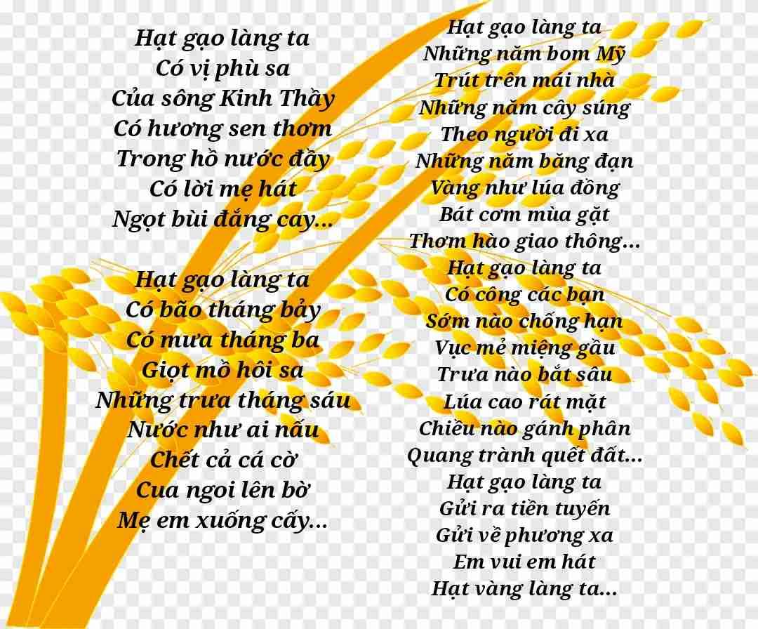 HẠT GẠO VIỆT NAM 