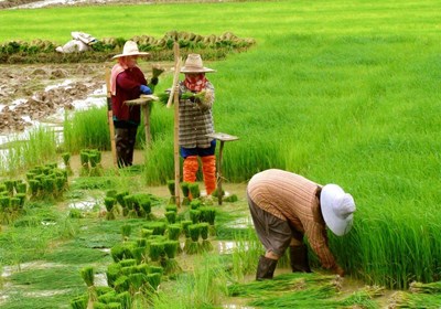 VĂN MINH LÚA NƯỚC VIỆT NAM