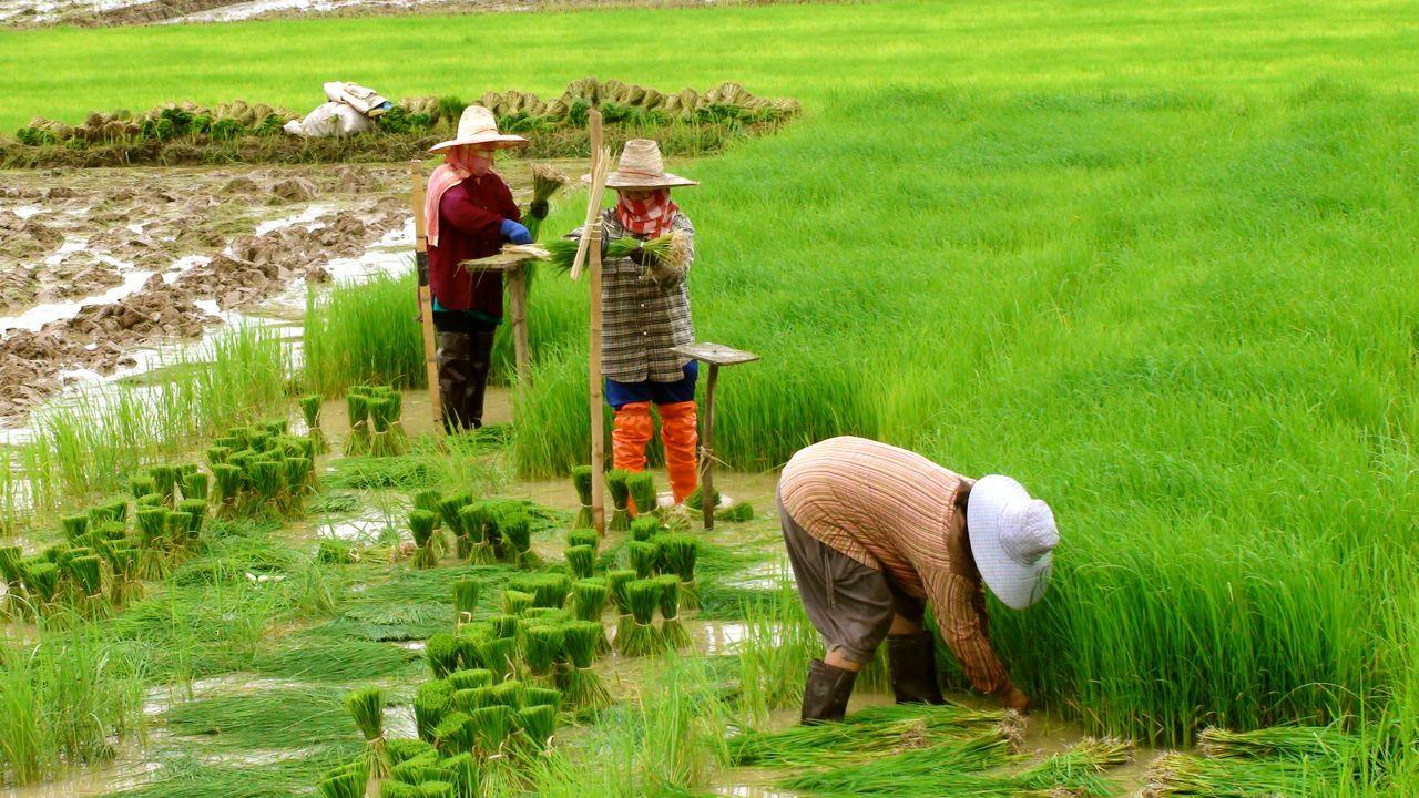 VĂN MINH LÚA NƯỚC VIỆT NAM