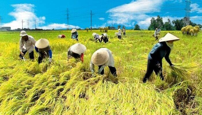 VĂN MINH LÚA NƯỚC VIỆT NAM 1